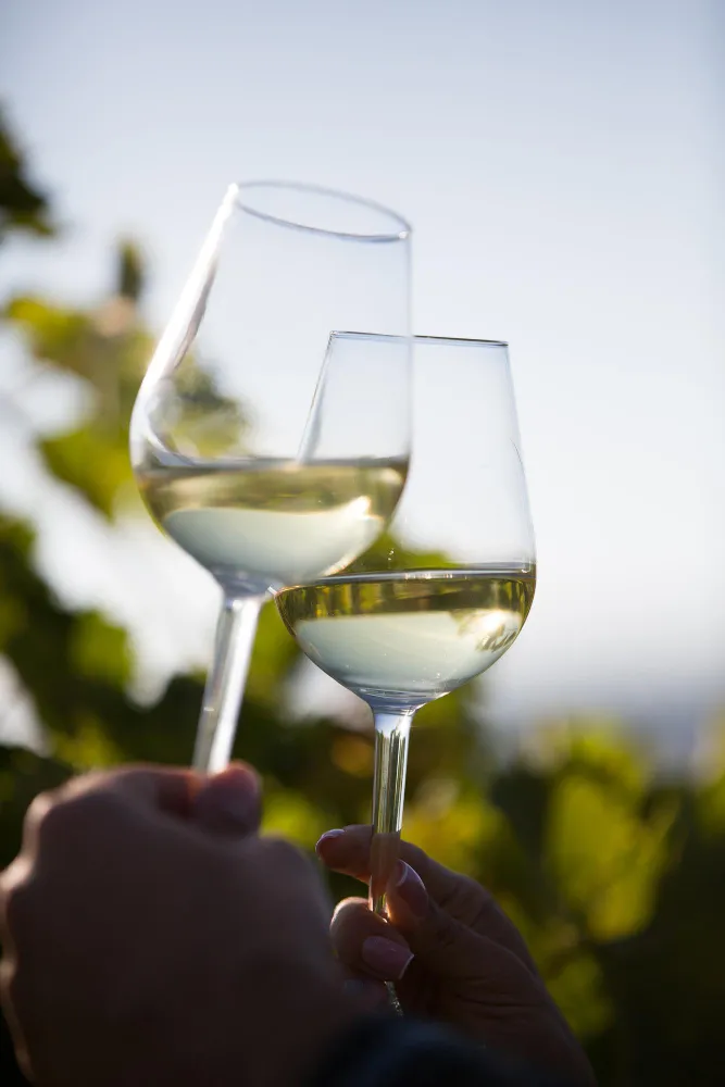 Bodega con vinos artesanales de calidad en crianza
