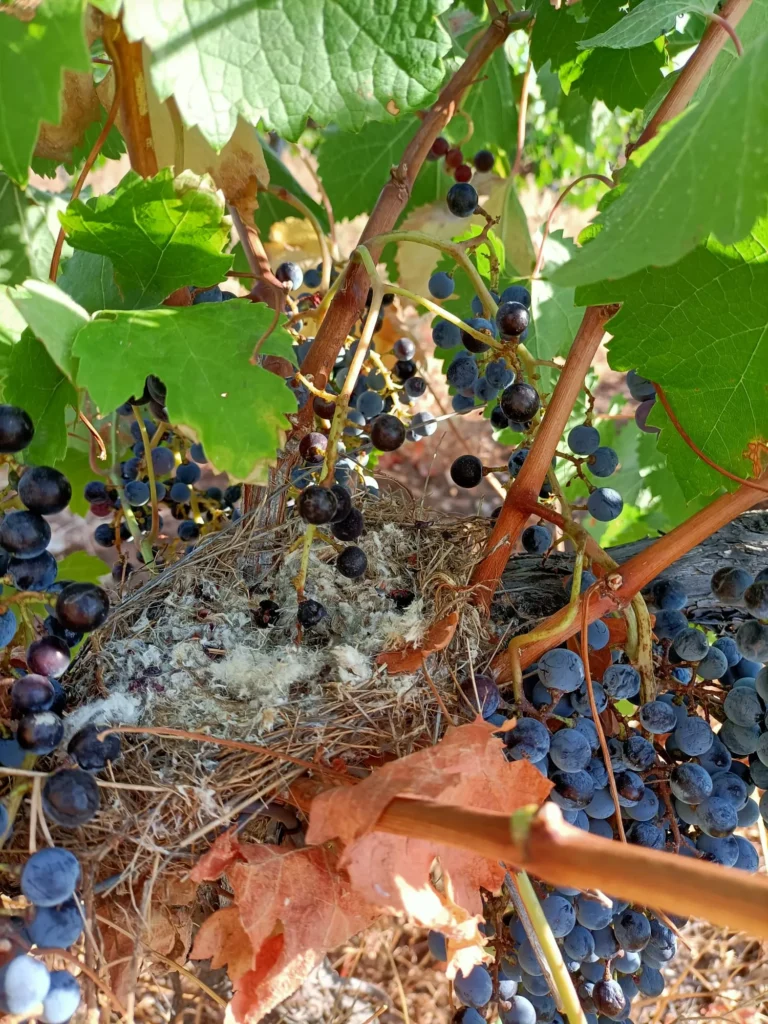 uvas vino tinto elaboración