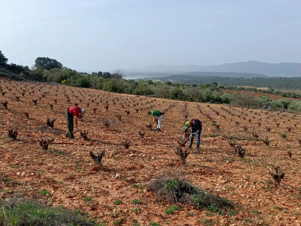 terreno trabajando uvas