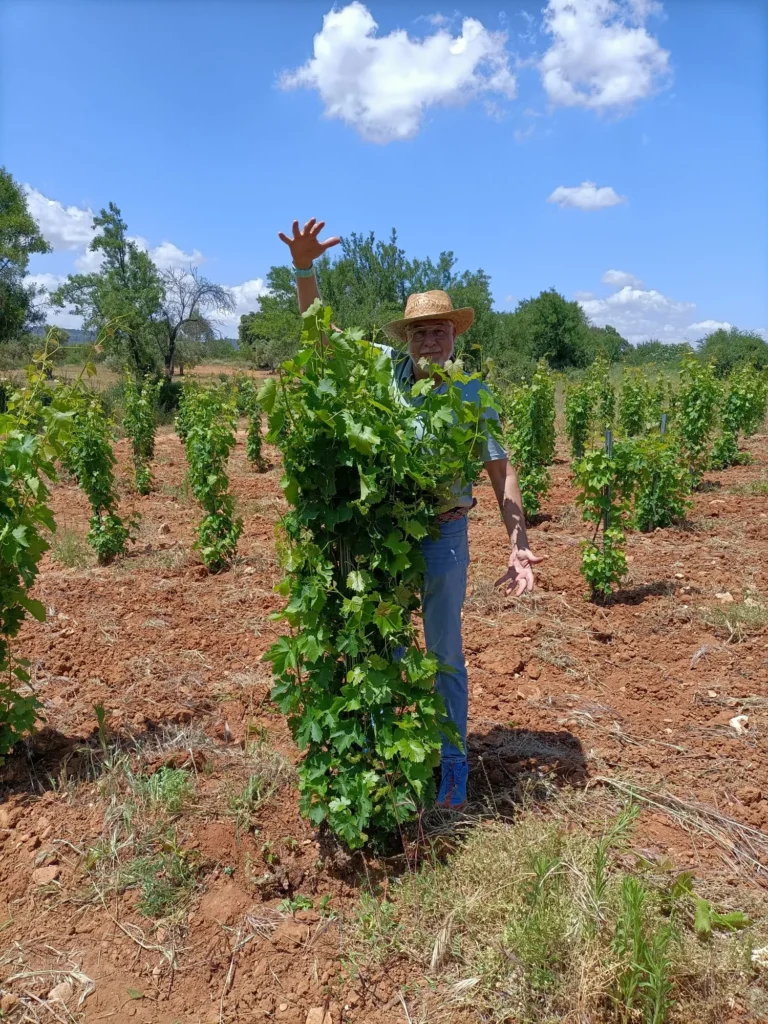 Botellas de vino tinto reserva en estantería de madera